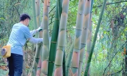 Harvesting and cutting out tender bamboo shoots
