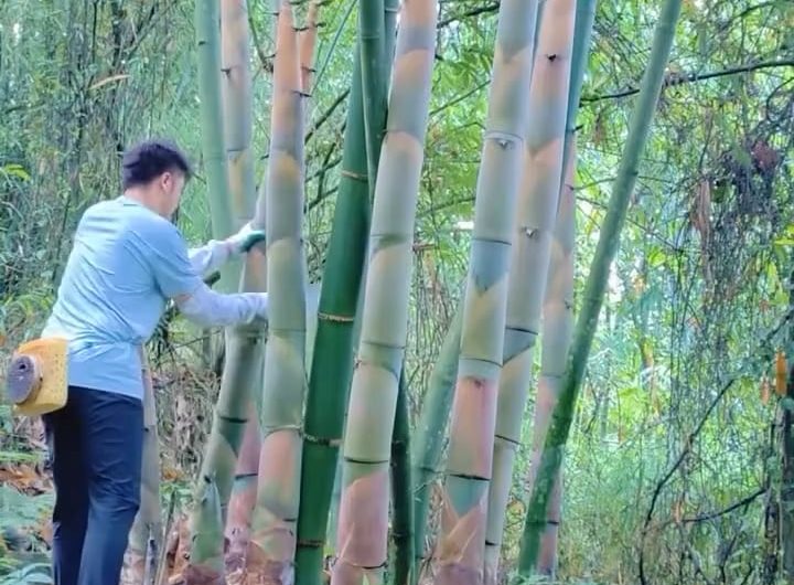 Harvesting and cutting out tender bamboo shoots