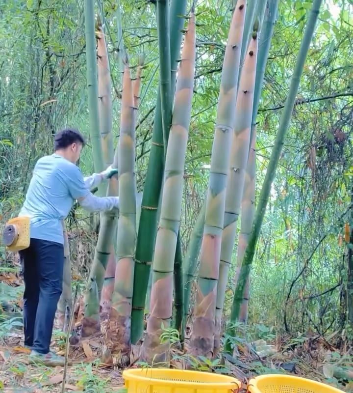 Harvesting and cutting out tender bamboo shoots