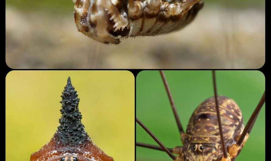 Harvestmen (Daddy Long-Legs): unlike spiders, these arachnids consume solid food, and they have an omnivorous diet that includes mushrooms, berries, and seeds, along with invertebrate prey; contrary to popular belief, they are also completely non-venomous