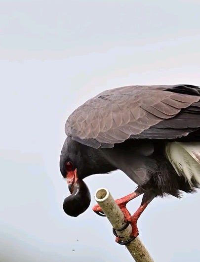 Have you ever wondered how a Snail Kite eats a snail?