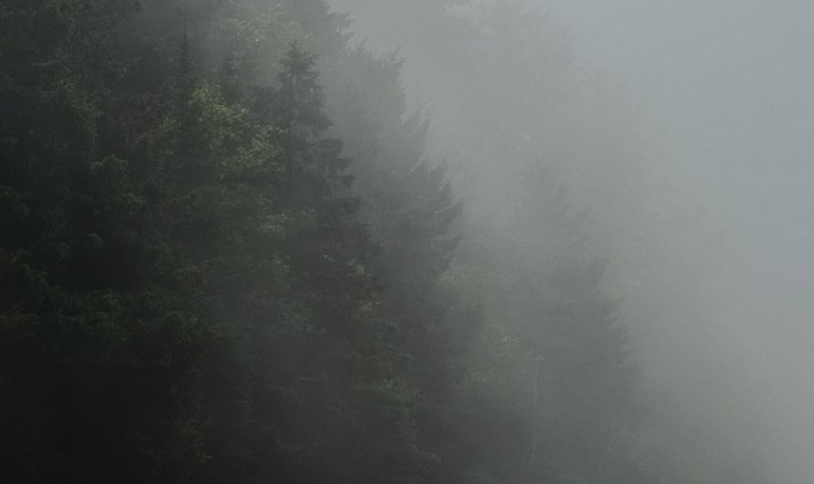 Heavy fog at the beach