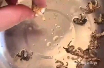 Hermit crabs don't grow their own shells - they borrow them from the environment, most often from dead snails.
