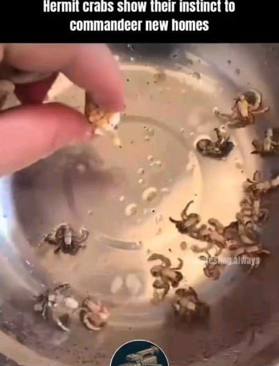 Hermit crabs don’t grow their own shells – they borrow them from the environment, most often from dead snails.