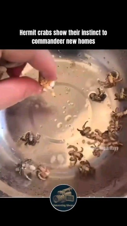 Hermit crabs don't grow their own shells - they borrow them from the environment, most often from dead snails.