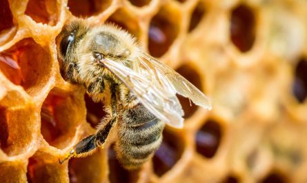 Honey Found in 3,000-Year-Old Ancient Egyptian Tombs Is Still Safe To Eat