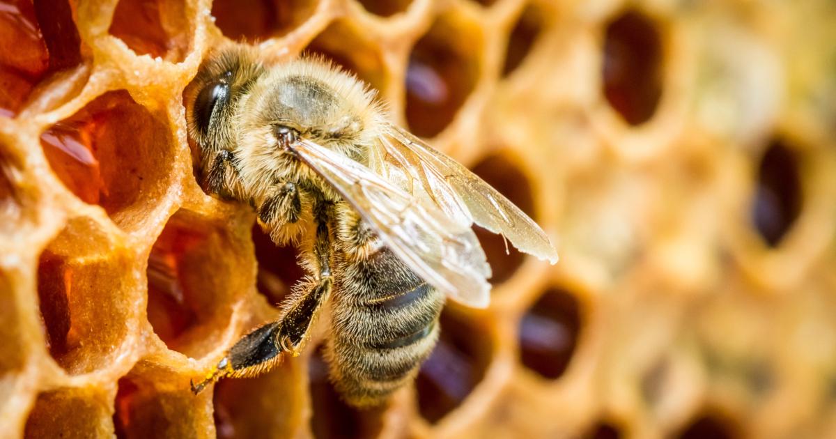 Honey Found in 3,000-Year-Old Ancient Egyptian Tombs Is Still Safe To Eat