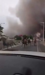 Horses let loose to escape the wildfire – Biscarrosse, France – July 24, 2026