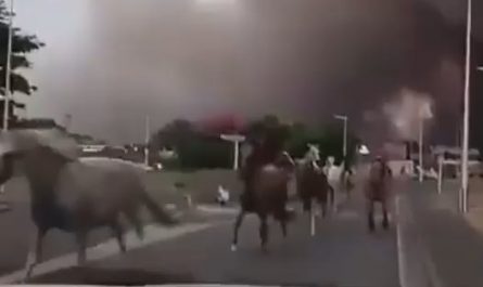 Horses let loose to escape the wildfire – Biscarrosse, France – July 24, 2026