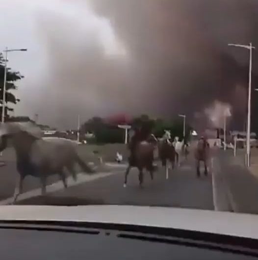 Horses let loose to escape the wildfire – Biscarrosse, France – July 24, 2026