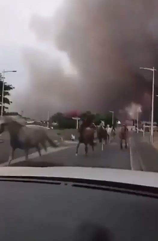 Horses let loose to escape the wildfire – Biscarrosse, France – July 24, 2026