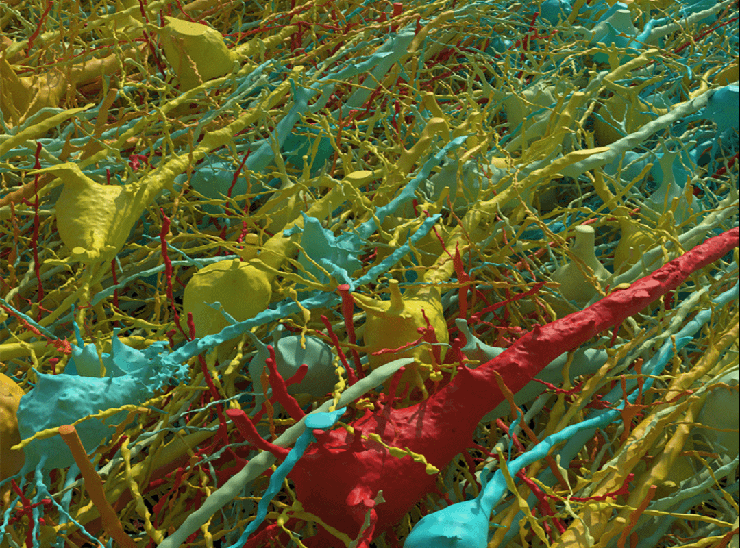 Human cerebral cortex reconstructed at nanoscale resolution