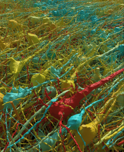 Human cerebral cortex reconstructed at nanoscale resolution