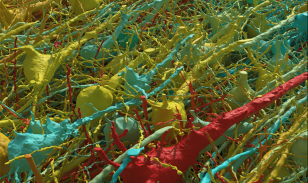 Human cerebral cortex reconstructed at nanoscale resolution
