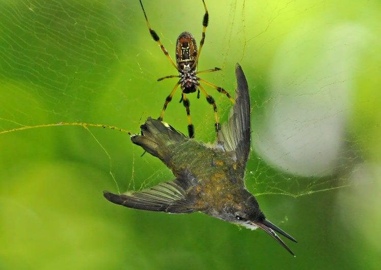 Humming Bird trapped in Golden Orb spider Web