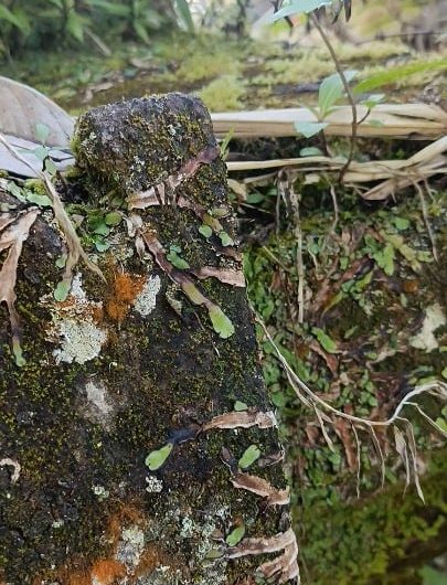 I found an undescribed species of praying mantis in Bali (Fulciniini tribe)