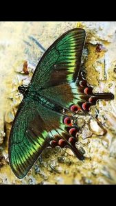 I handmade jewelry inspired by different species of butterflies