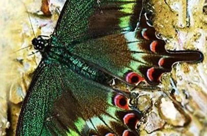 I handmade jewelry inspired by different species of butterflies