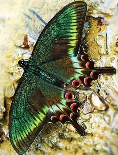 I handmade jewelry inspired by different species of butterflies