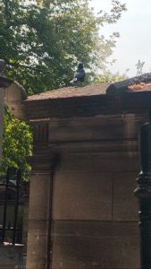 I saw a crow today in Paris that mimics the French police car siren