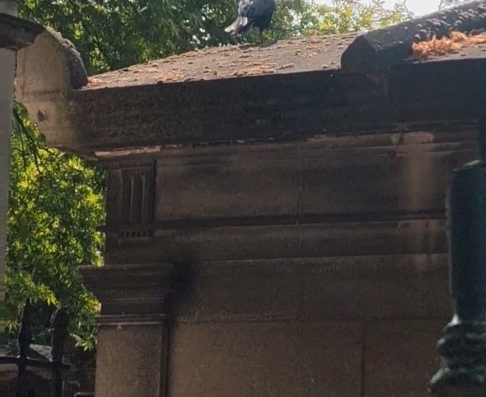 I saw a crow today in Paris that mimics the French police car siren