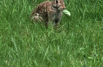I was told this bunny munching on a leaf was satisfying.