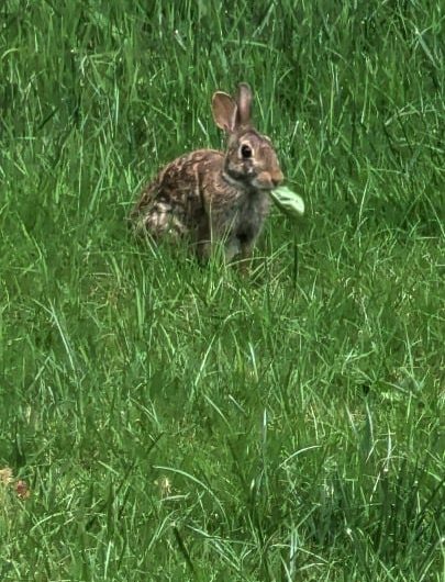 I was told this bunny munching on a leaf was satisfying.