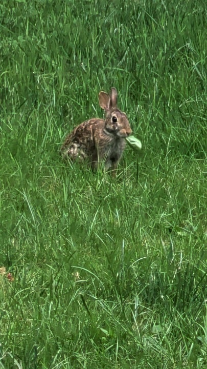 I was told this bunny munching on a leaf was satisfying.