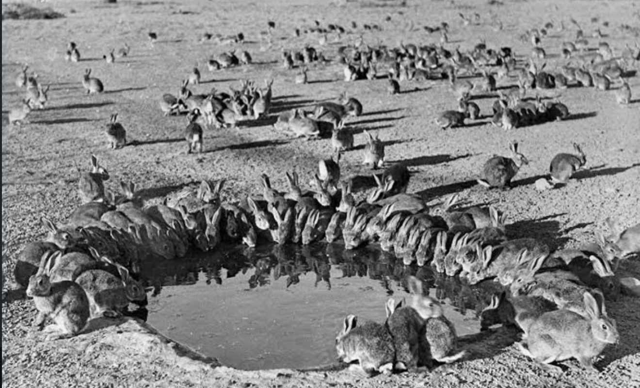 “In 1859, a man named Thomas Austin released 24 rabbits into the wild for sport hunting in Australia. In 70 years, the rabbit population grew to 10 billion.”