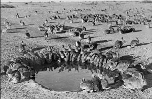 “In 1859, a man named Thomas Austin released 24 rabbits into the wild for sport hunting in Australia. In 70 years, the rabbit population grew to 10 billion.”