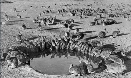 “In 1859, a man named Thomas Austin released 24 rabbits into the wild for sport hunting in Australia. In 70 years, the rabbit population grew to 10 billion.”