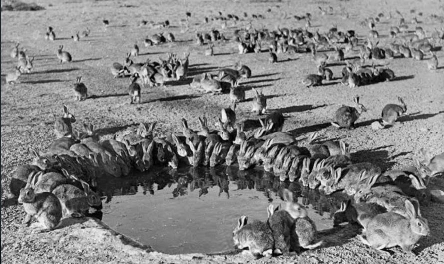 “In 1859, a man named Thomas Austin released 24 rabbits into the wild for sport hunting in Australia. In 70 years, the rabbit population grew to 10 billion.”