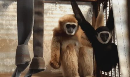 In 2021, this gibbon (The golden one) gave birth to a baby (The black one) after mating with the one in the adjacent enclosure through a 0.35 inch hole in a perforated board.