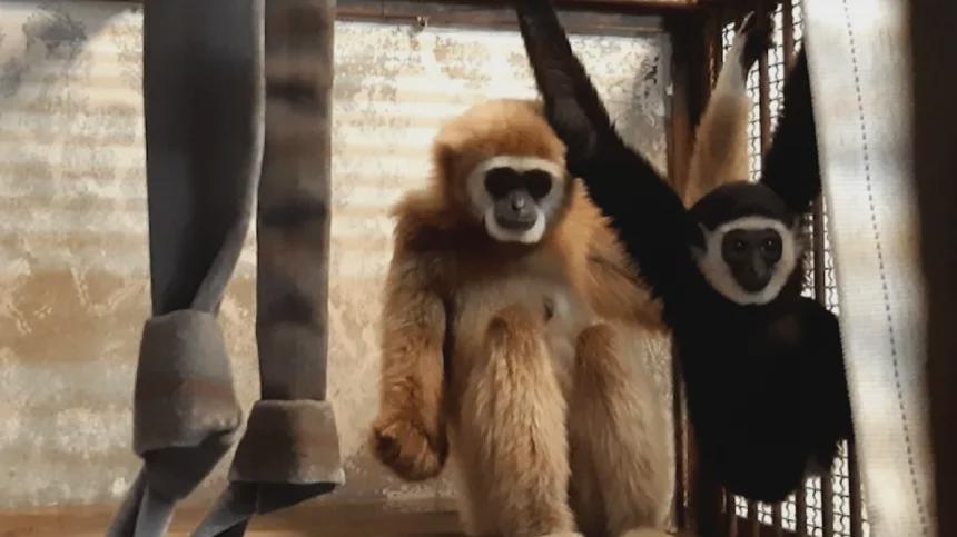 In 2021, this gibbon (The golden one) gave birth to a baby (The black one) after mating with the one in the adjacent enclosure through a 0.35 inch hole in a perforated board.