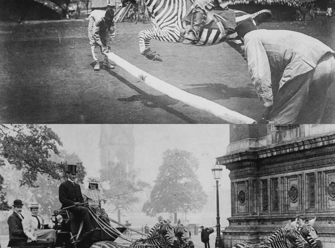 In the Late 1800s, Scientists Believed Zebras Could Replace Horses—But After Decades of Training, Crossbreeding, and Failed Experiments, Their Wild Nature Proved Impossible to Tame