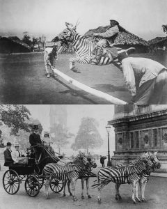 In the Late 1800s, Scientists Believed Zebras Could Replace Horses—But After Decades of Training, Crossbreeding, and Failed Experiments, Their Wild Nature Proved Impossible to Tame