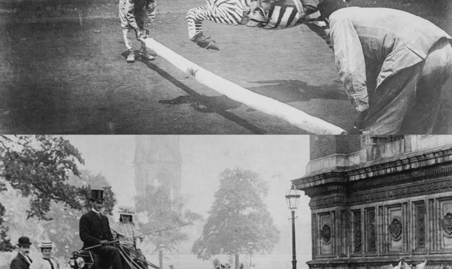 In the Late 1800s, Scientists Believed Zebras Could Replace Horses—But After Decades of Training, Crossbreeding, and Failed Experiments, Their Wild Nature Proved Impossible to Tame