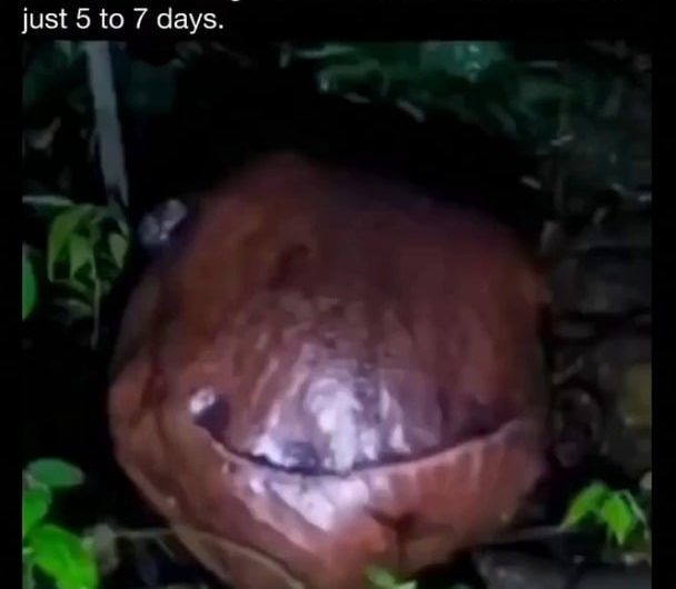 Indonesia’s Rare Rafflesia Blooms After 15 Years — The World’s Largest “Corpse Flower”