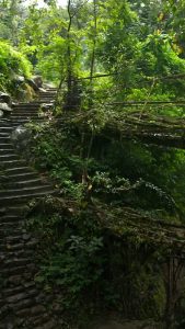 Instead of using wood or steel, these 500-year-old bridges in India are literally "grown" from the aerial roots of living trees