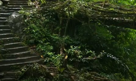 Instead of using wood or steel, these 500-year-old bridges in India are literally "grown" from the aerial roots of living trees
