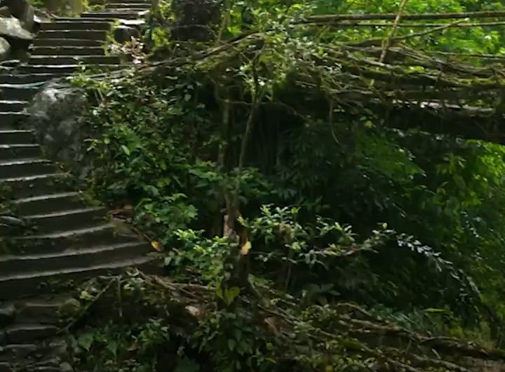 Instead of using wood or steel, these 500-year-old bridges in India are literally “grown” from the aerial roots of living trees