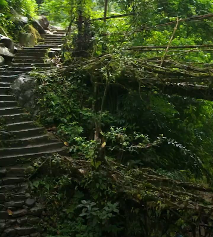 Instead of using wood or steel, these 500-year-old bridges in India are literally "grown" from the aerial roots of living trees