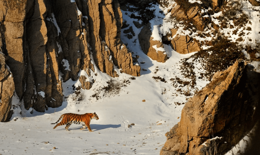 It took Toshiji Fukuda 50 days to get this once in a lifetime rare shot of an Amur tiger, taken from a small hut on the side of a cliff, in Lazovsky nature reserve, Russia.