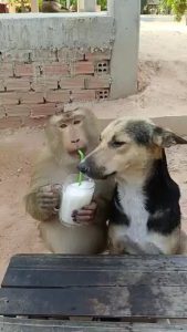 Its so cool to see animals sharing! I'm sure the monkey was the boss there. .