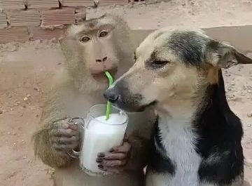 Its so cool to see animals sharing! I'm sure the monkey was the boss there. .