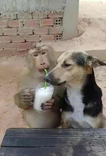 Its so cool to see animals sharing! I’m sure the monkey was the boss there. .