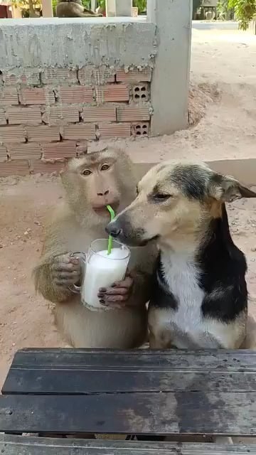 Its so cool to see animals sharing! I'm sure the monkey was the boss there. .