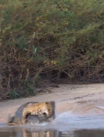 Jaguar hunts aligator in the Pantanal, Brazil