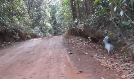 Kagu, the bird on the brink of extinction meets its own kind