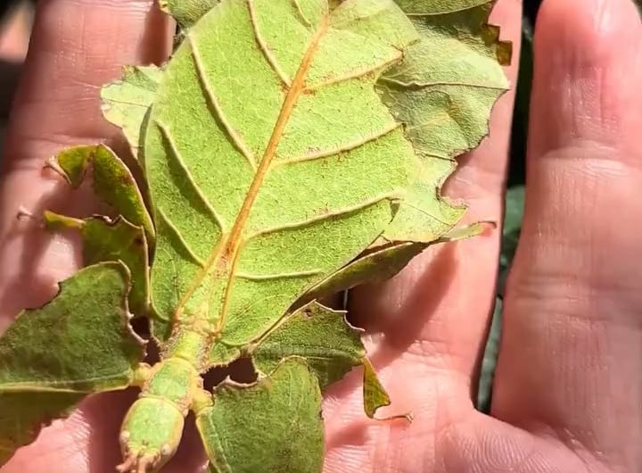Leaf insects, also known as walking leaves, are masters of camouflage that mimic plant foliage in detail.